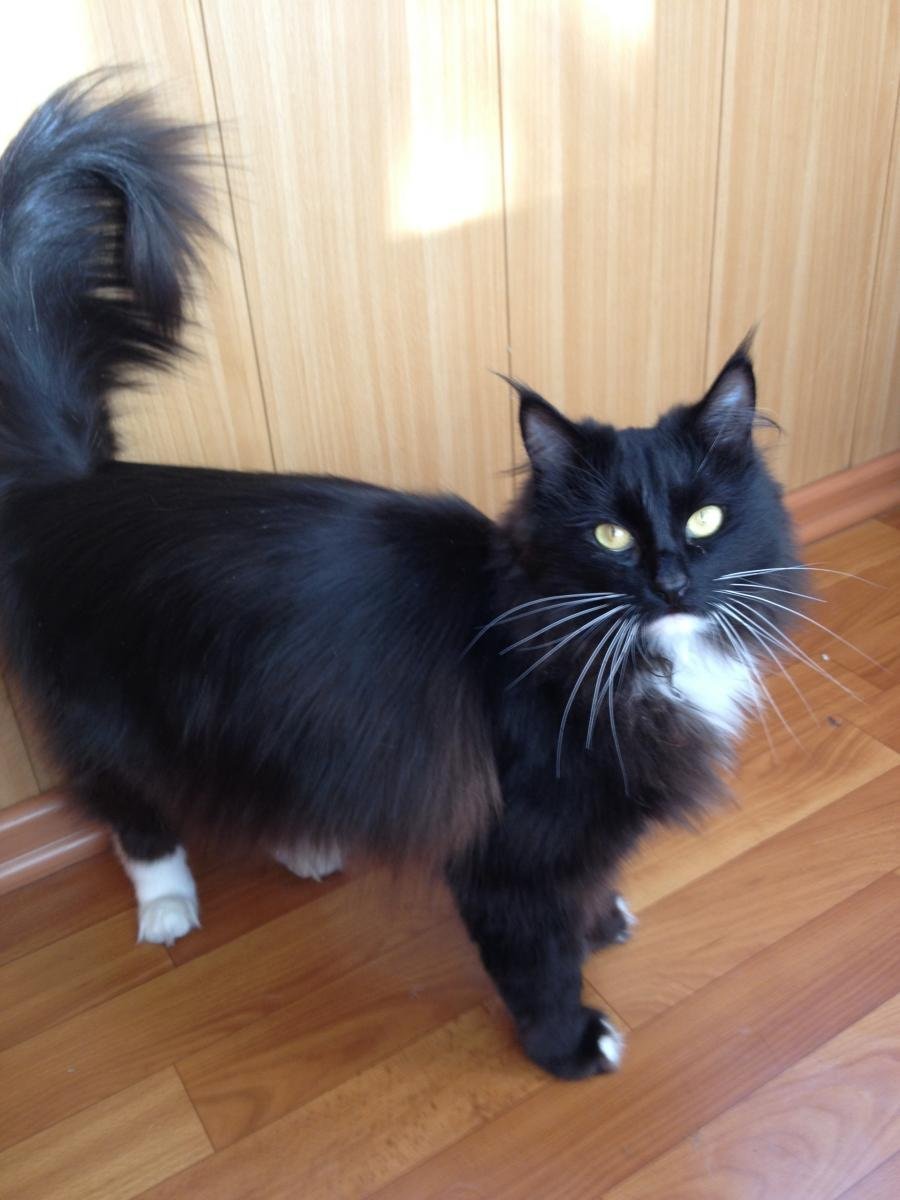 Черный метис Мейн куна котенок