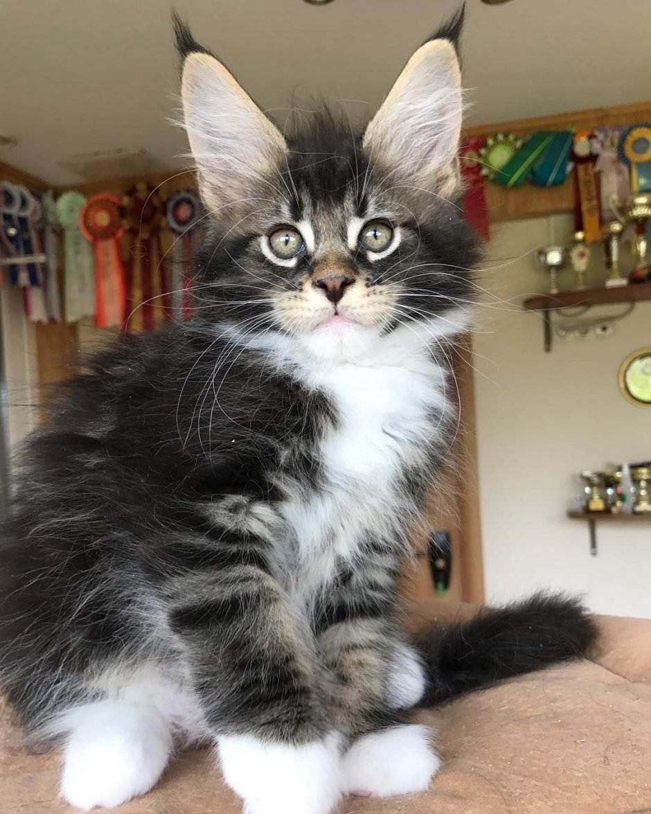 Метис кошка Мейн кун