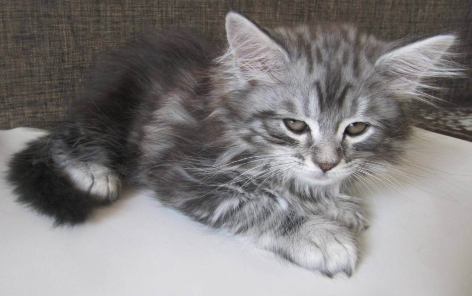 Кот метис Мейн куна