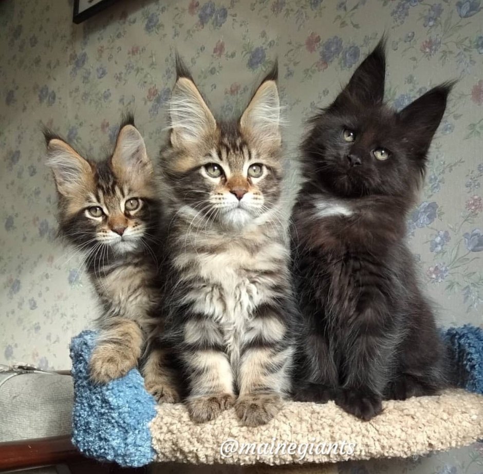 Метис Мейн куна и сибирской