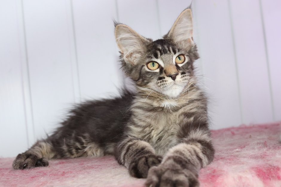 Метис Мейн куна