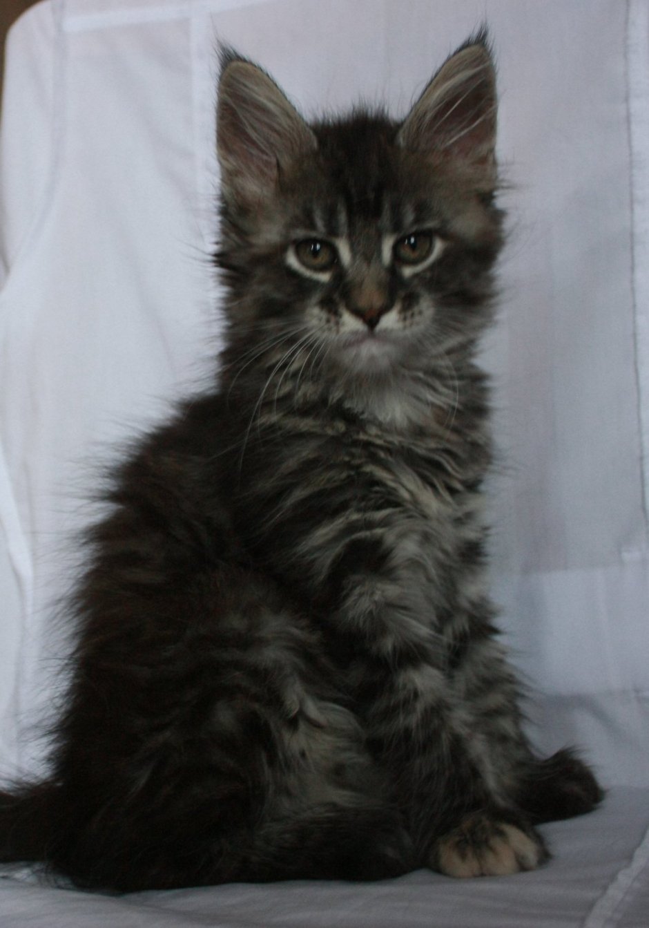 Метис Мейн куна черный