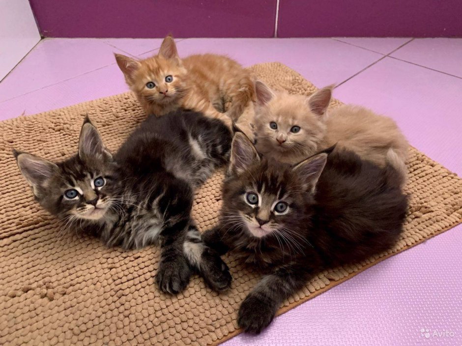 Метис кошка Мейн кун