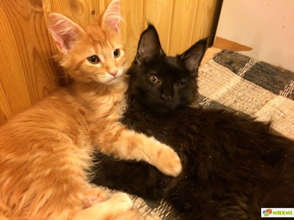 Помесь ориентала и Мейн куна