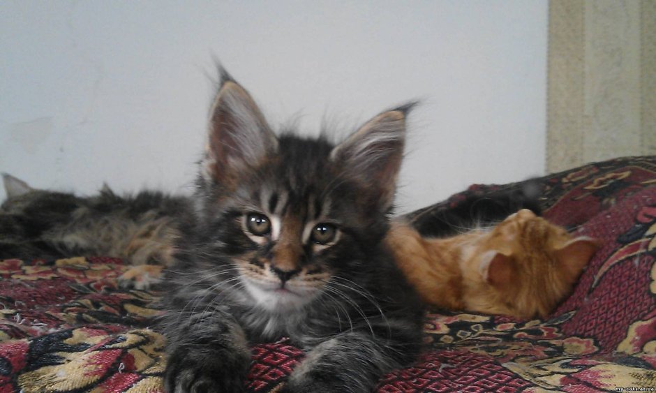 Смесь Мейн куна и сибирской