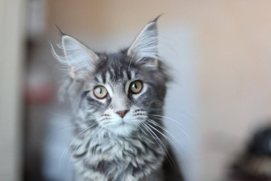 Метис Мейн куна серый