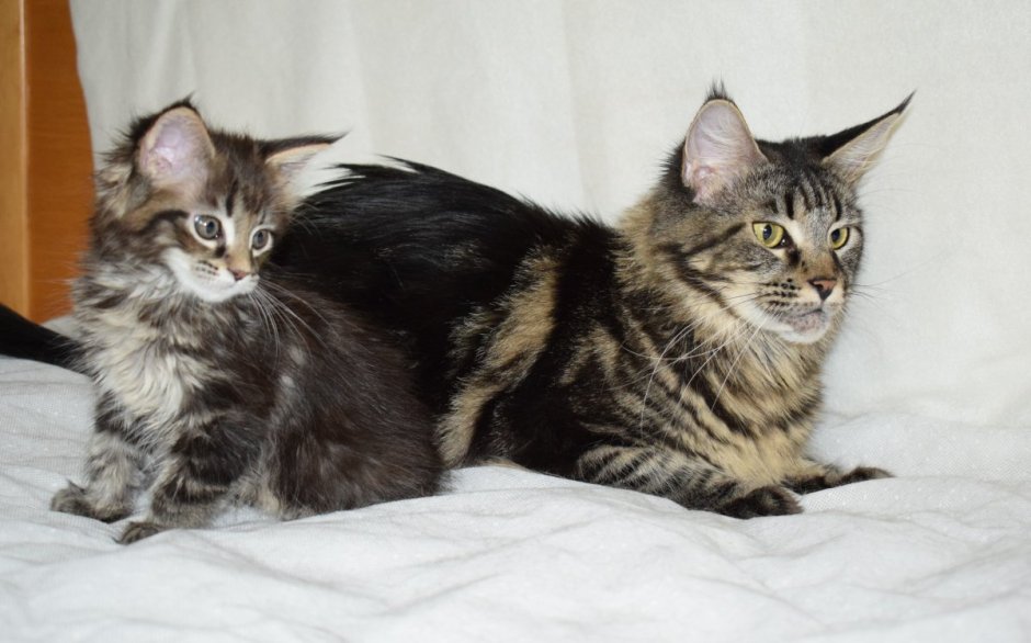 Метис сиамской кошки и Мейн куна