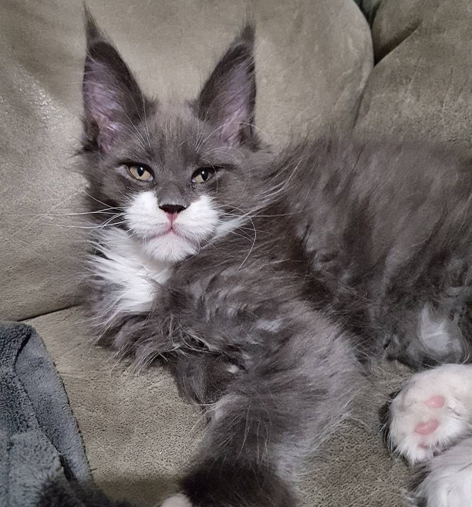 Норвежская Лесная кошка и Мейн кун метис