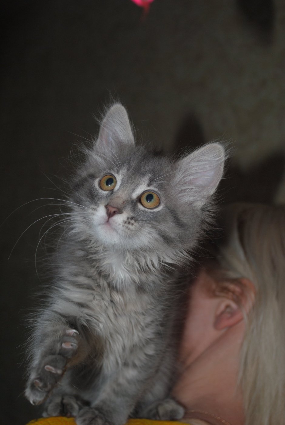 Помесь Мейн куна и сибирской