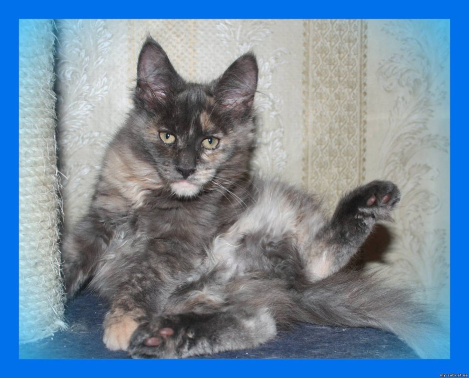 Метис Мейн куна и сибирской