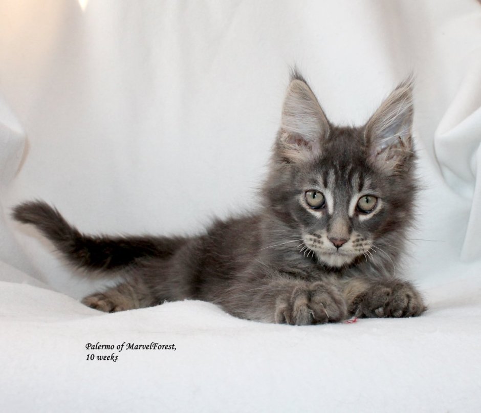 Котята Мейн кун метисы