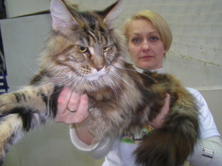 Смесь мейкуна и сибирской кошки