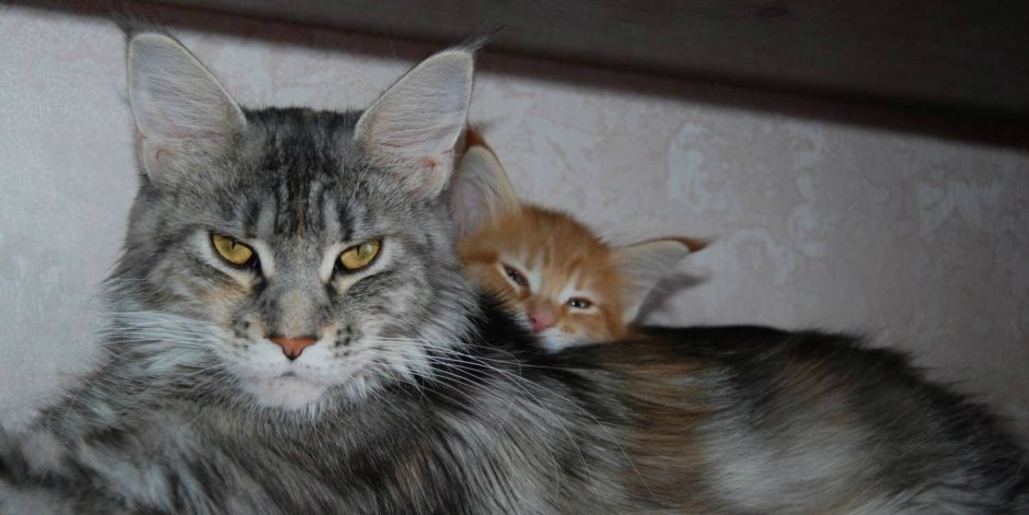 Помесь Мейн куна и норвежской Лесной кошки