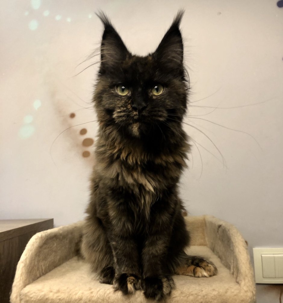 Мейн кун Сибирская Персидская