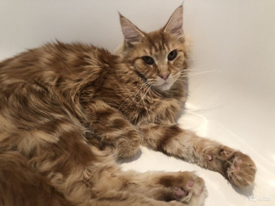 Котята помесь с Мейн куном