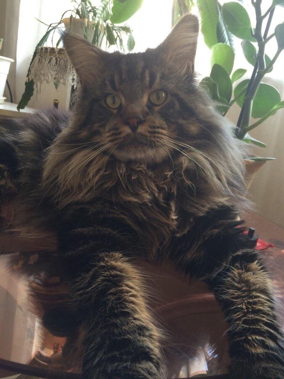 Метис Мейн куна