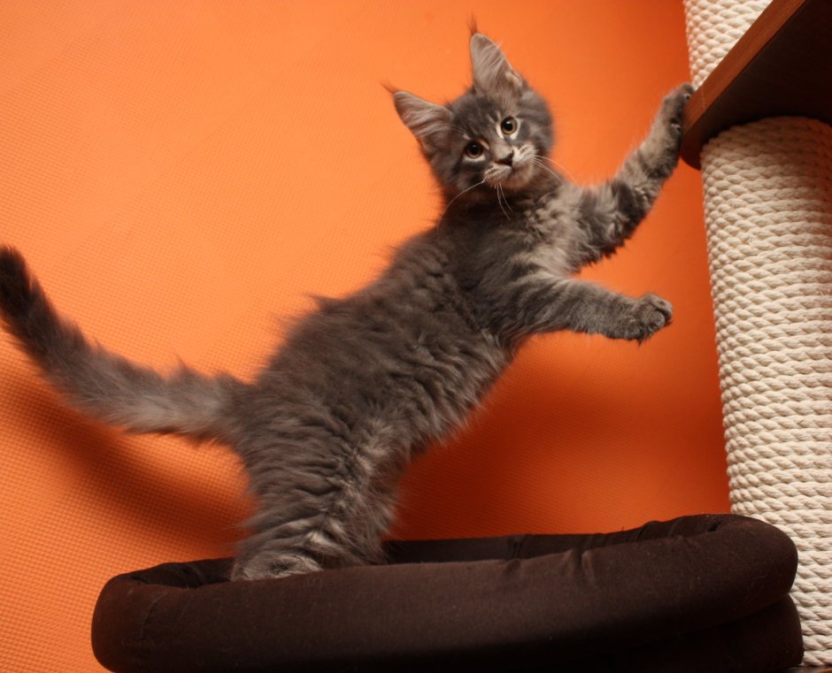 Метис Мейн куна гладкошерстный