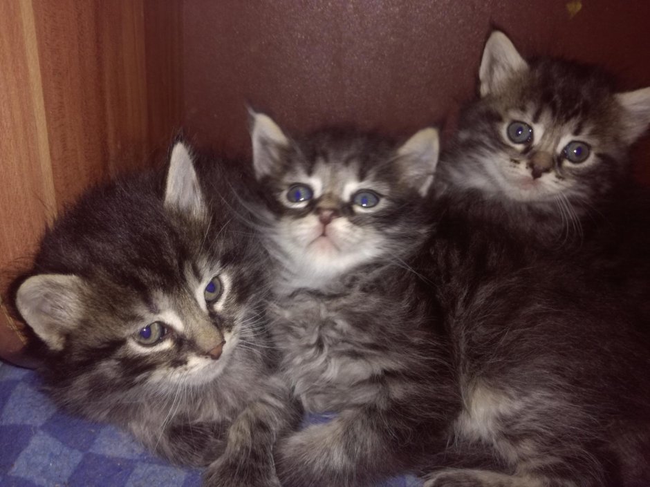 Метис шотландки и Мейн куна