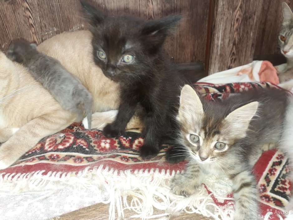 Мейн кун и сфинкс помесь