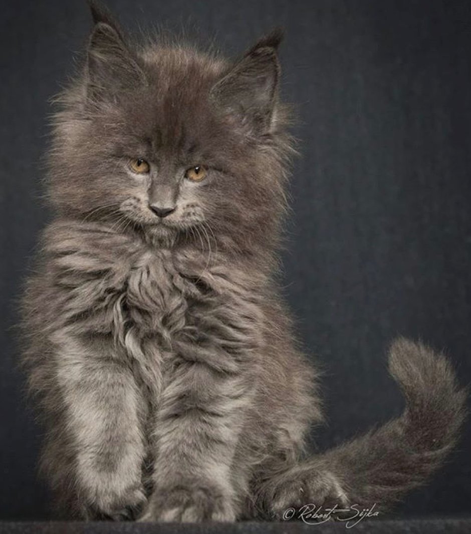 Метис Мейн куна и британца