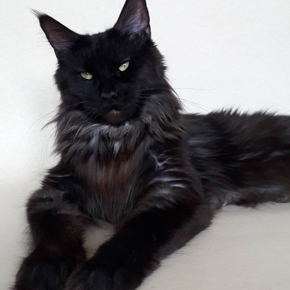 Метис Мейн куна черный