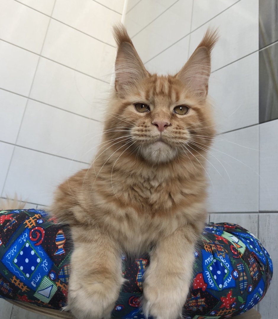 Мейн кун скрещенный