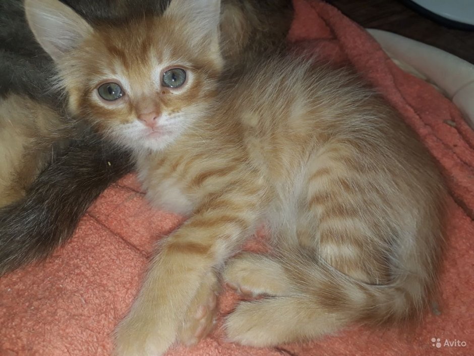 Метис Мейн куна и британца рыжий