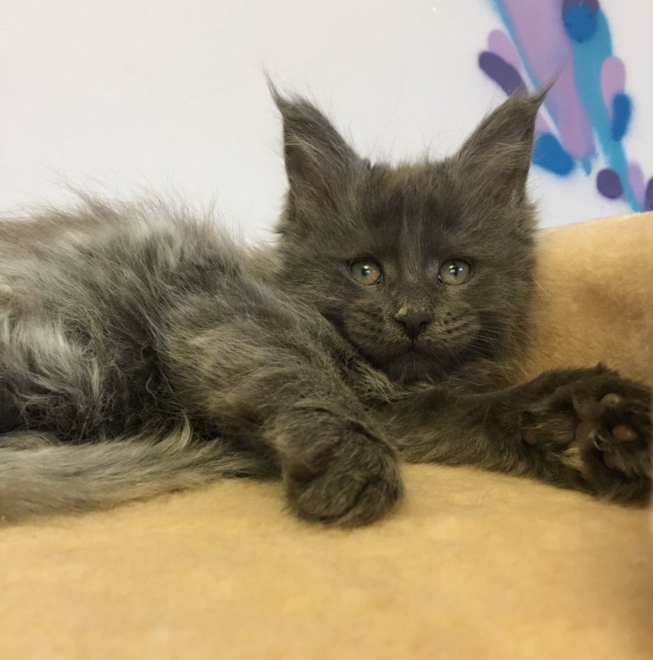 Мейн кун метис