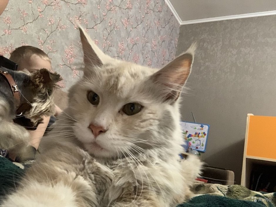 Сибирская кошка и Мейн кун метис