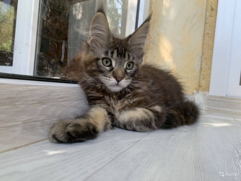 Метис Мейн куна и сибирской