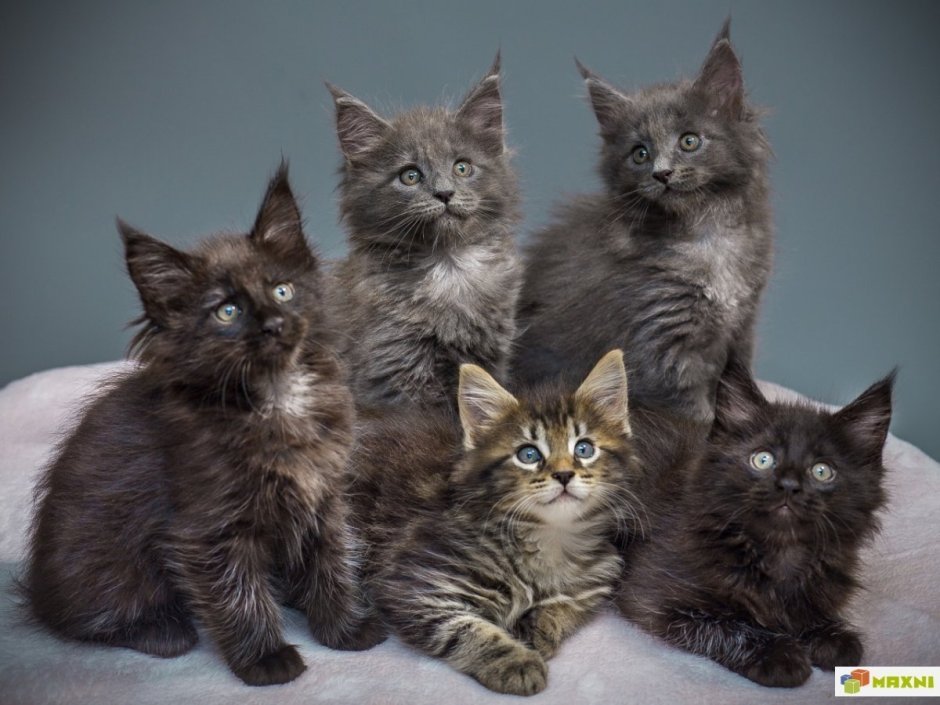 Котята метисы Мейн куна