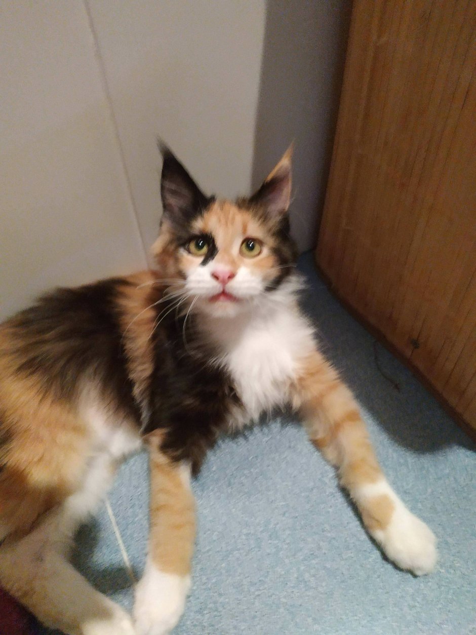 Мейн кун метис