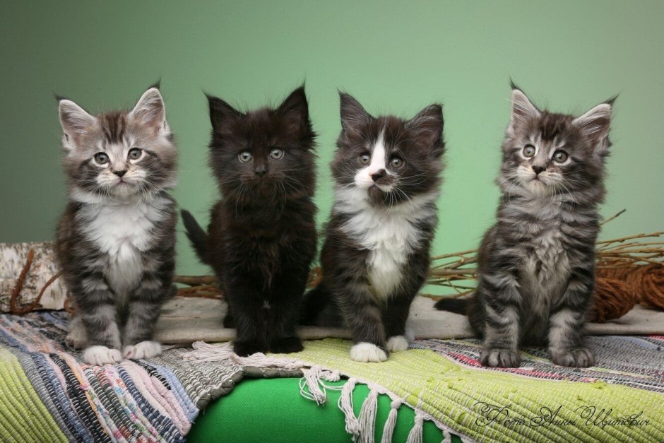 Помесь Мейн куна и британца