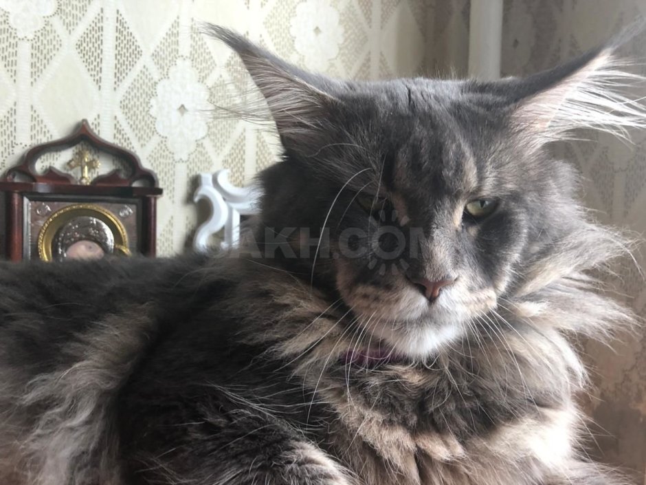 Метис Мейн куна и Невской маскарадной