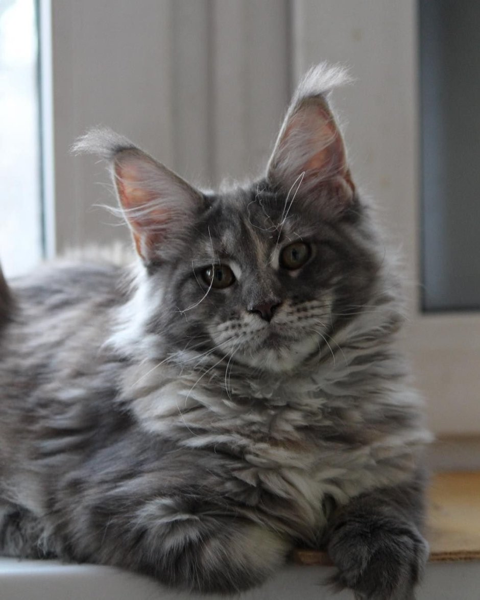 Метис Мейн куна и сибирской