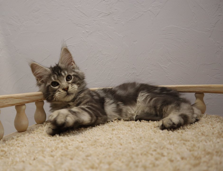 Метис Мейн куна