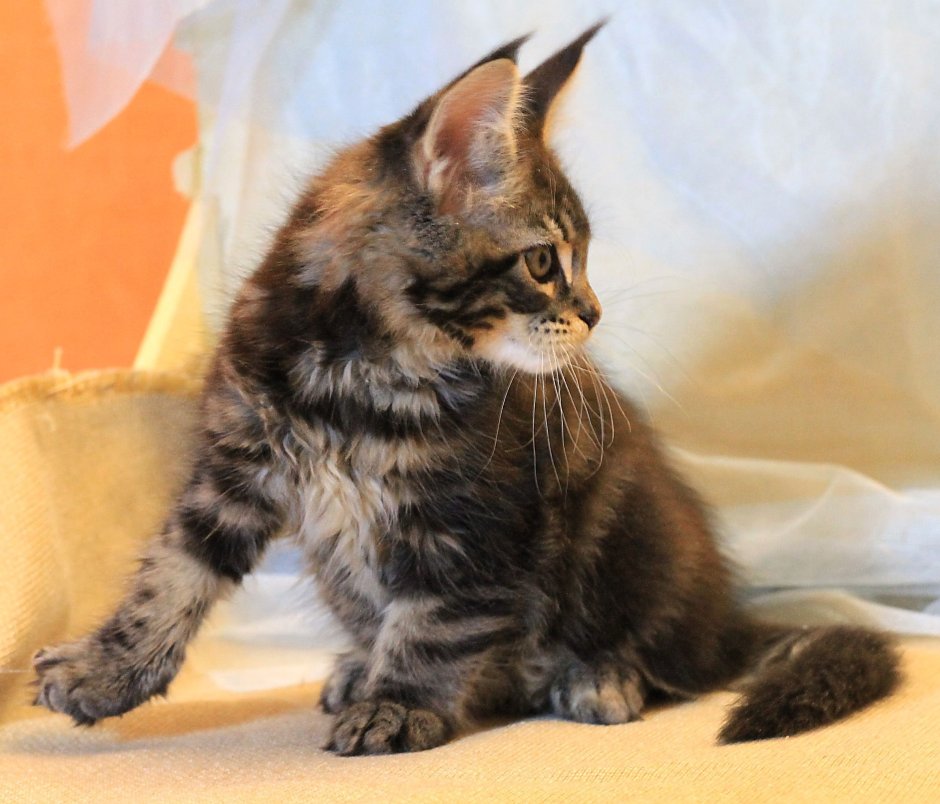 Метис Мейн куна