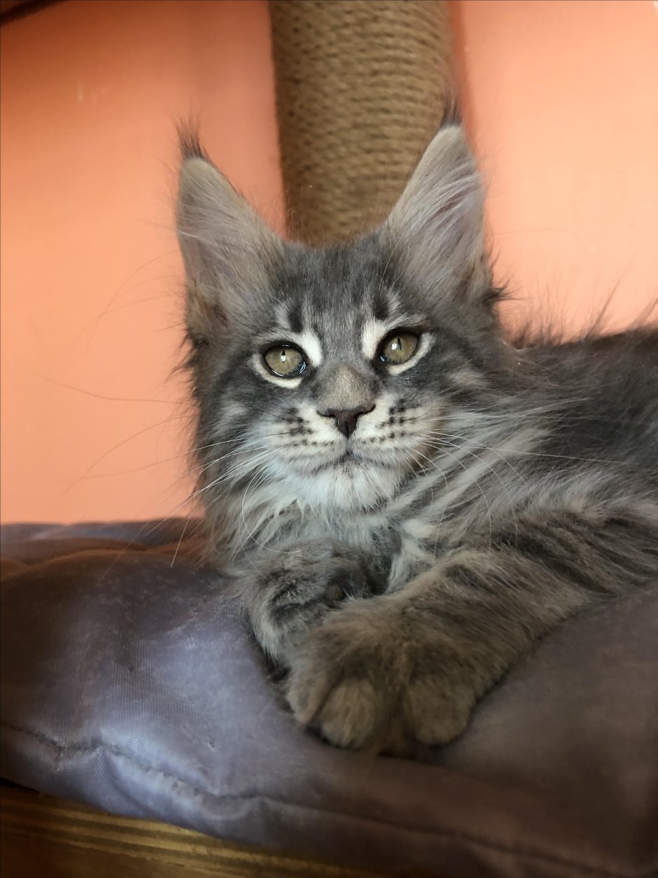 Мейн кун метис