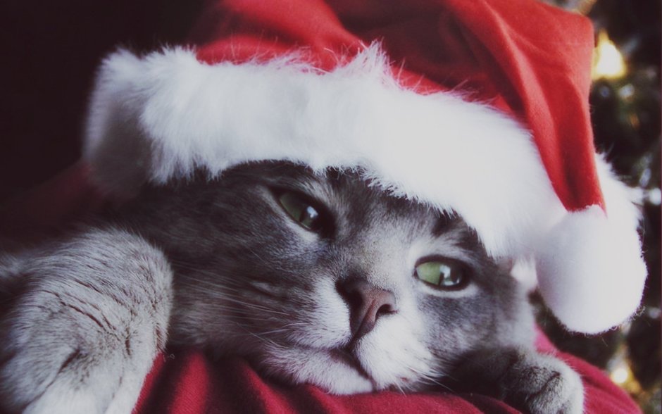 Новогодний котик