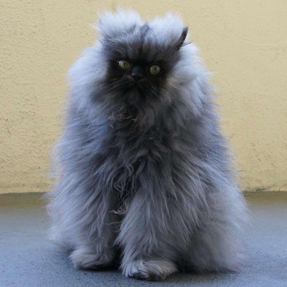 Коты экзоты лохматые