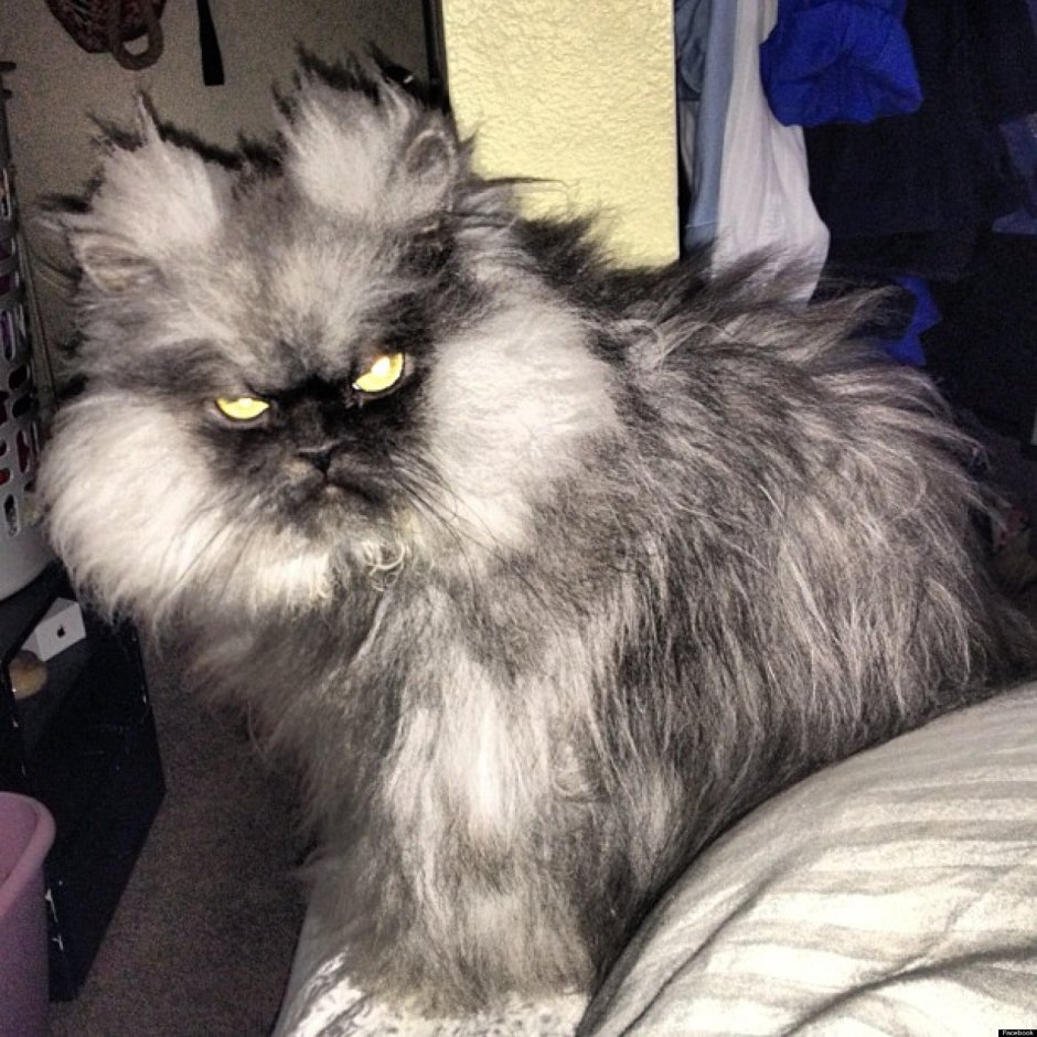 Персидский кот злой