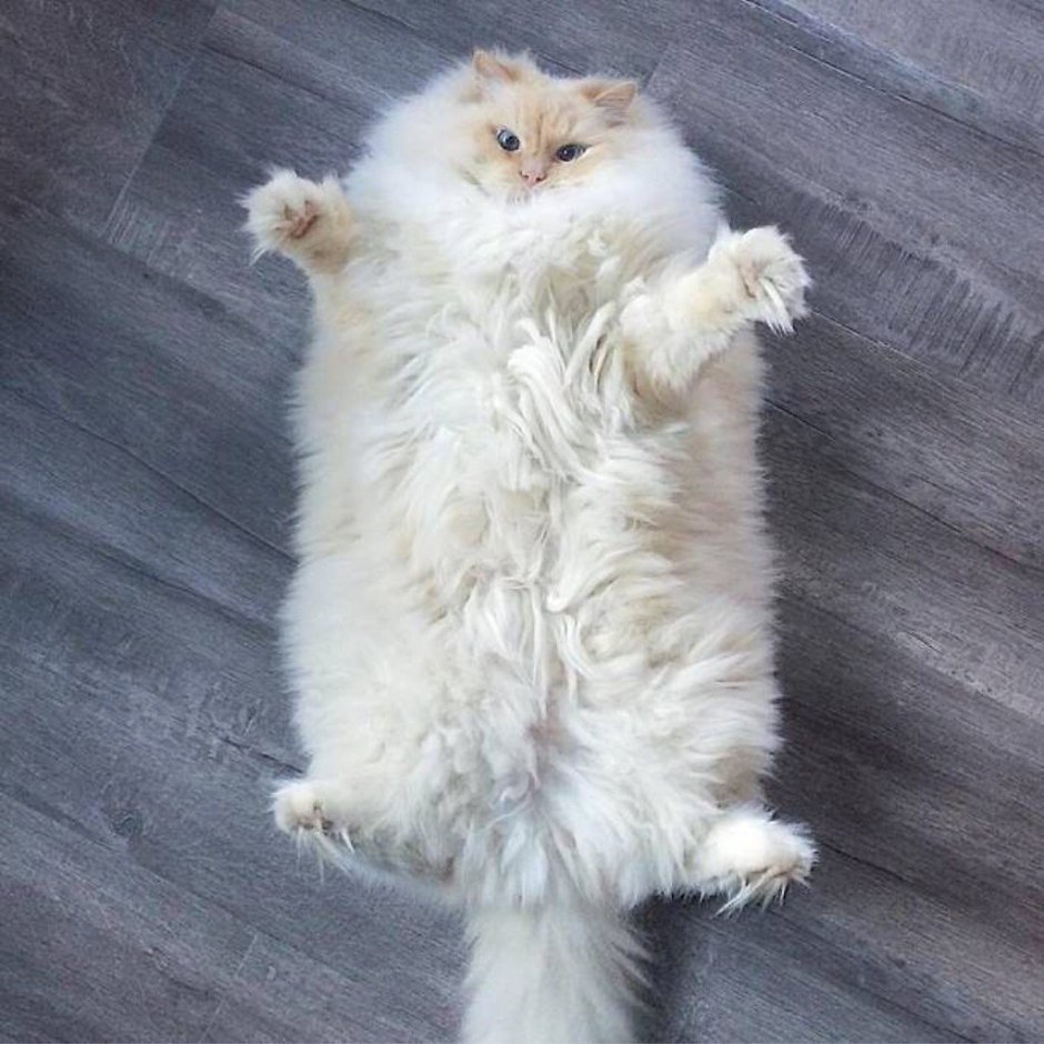 Флаффи Рэгдолл
