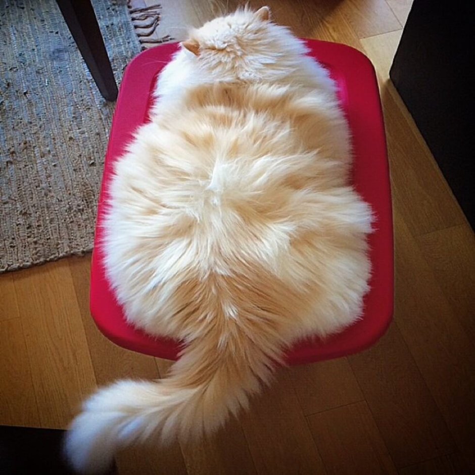 Котик облачко