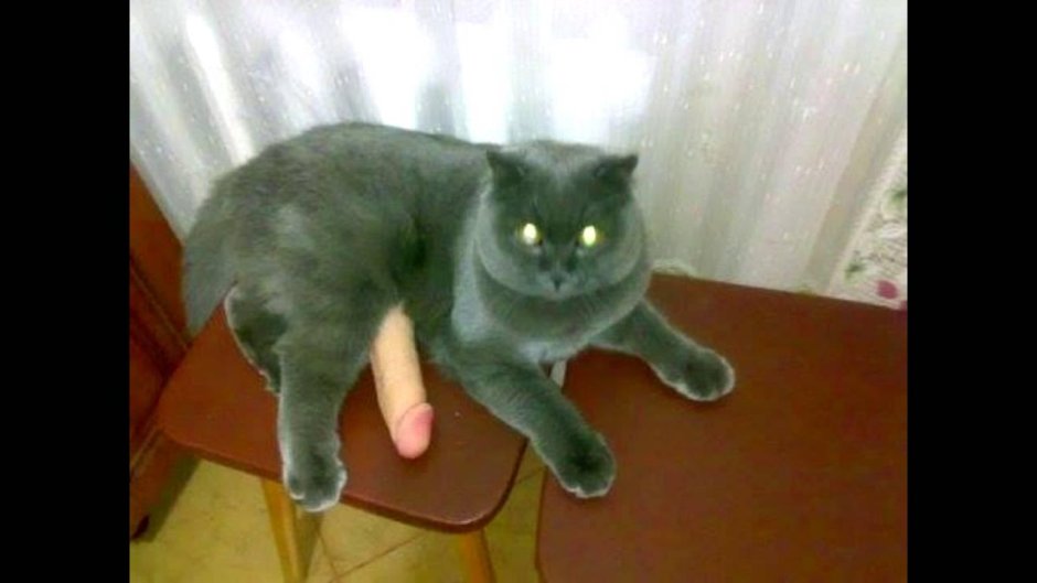 Шутки кончились кот