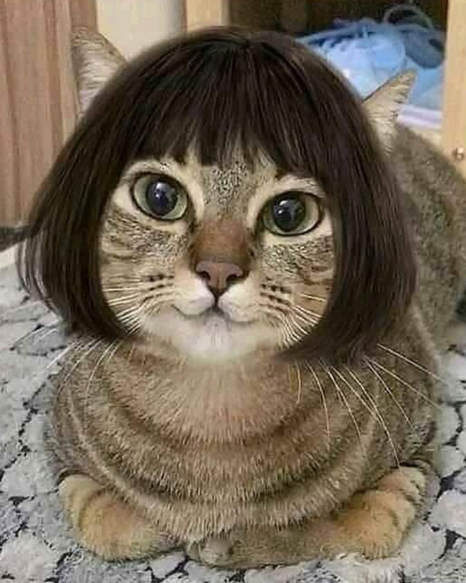 Кот с каре