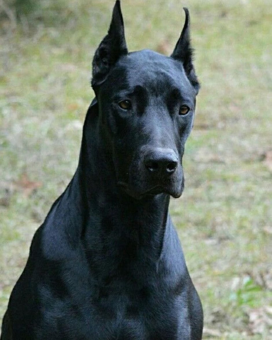 Доберман черный