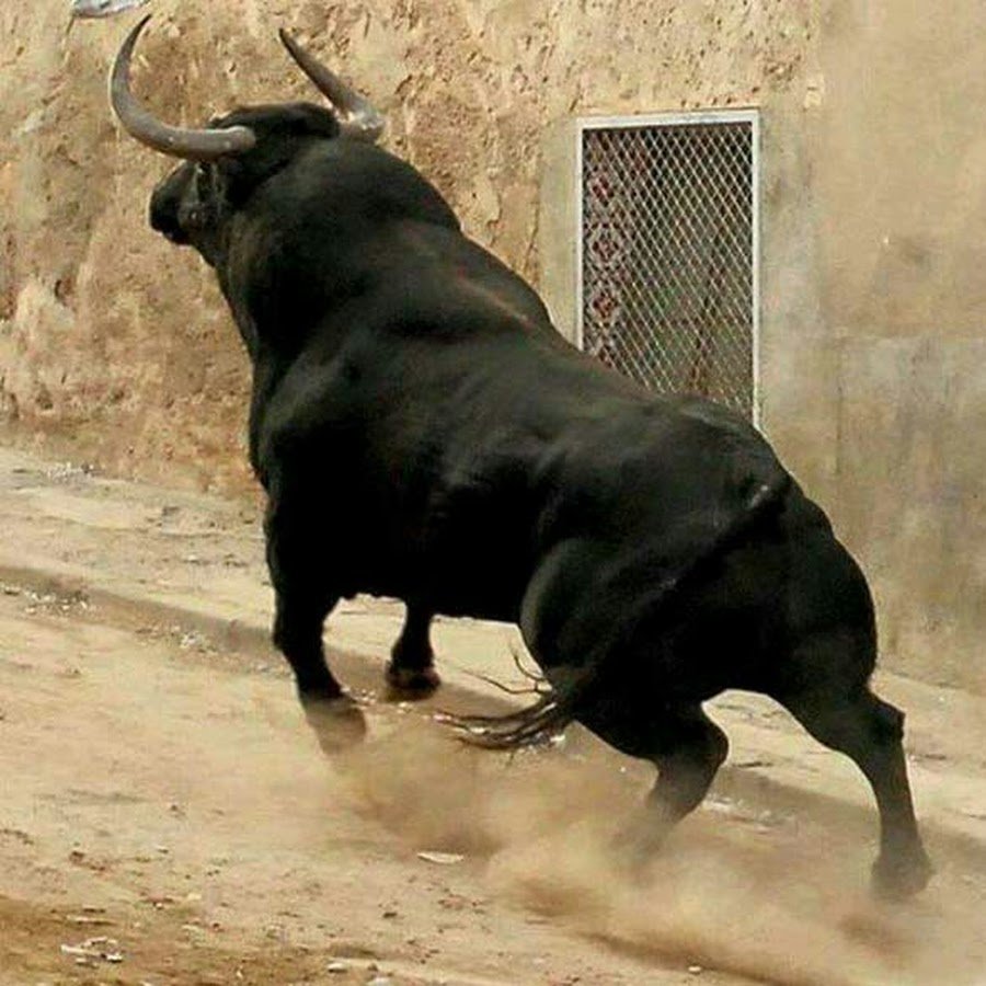 Бык миостатин