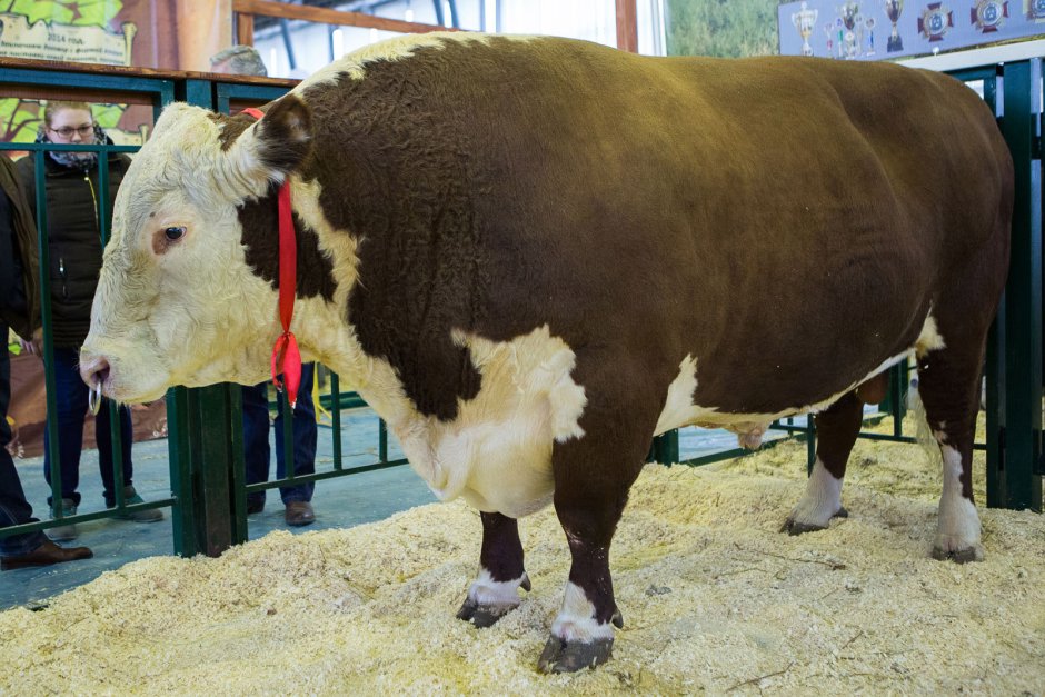 Булл бык