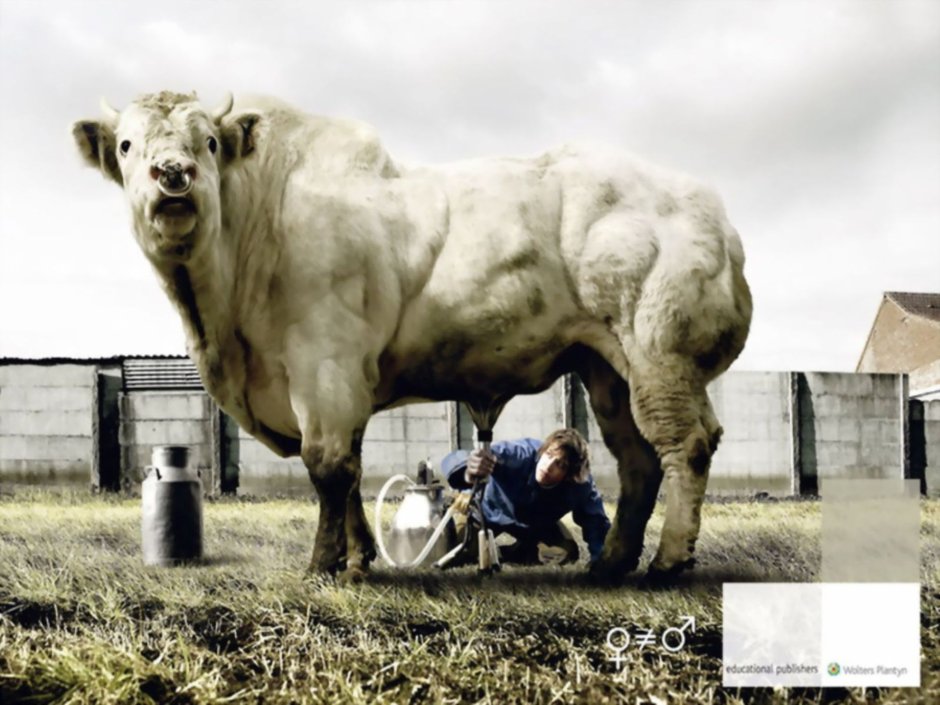 Самый большой бык на Украине