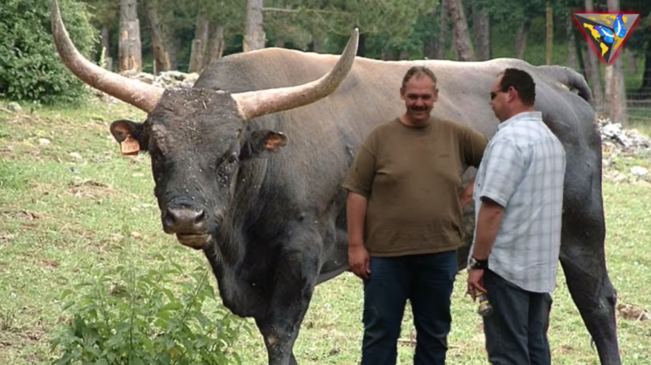 Бык миостатин